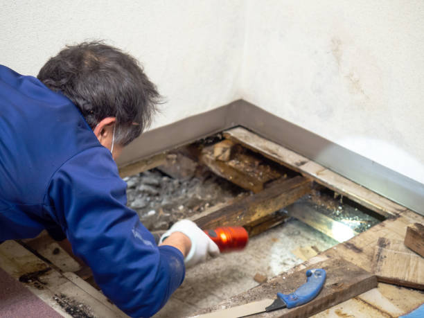 Best Mold Damage Repair  in Le Sueur, MN
