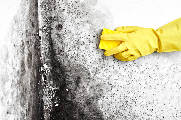Best Mold Remediation  in Le Sueur, MN