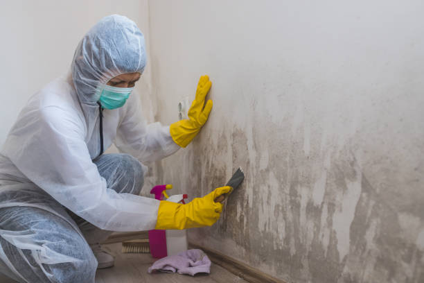 Best Black Mold Removal  in Le Sueur, MN