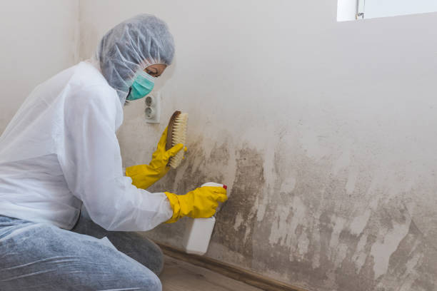 Certified Mold Removal in Le Sueur, MN