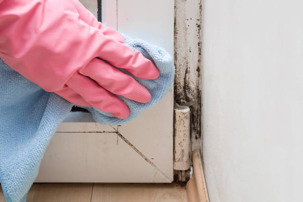Home Mold Removal in Le Sueur, MN